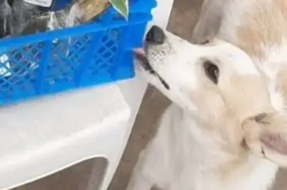 Пропала собака, ул. Пархоменко, 1, Невинномысск