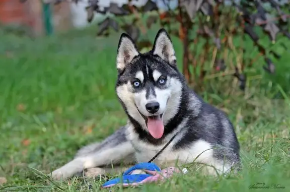 Собаки потеряшки, Балашиха, фото: Потеряшка собака, Николаевская ул., Балашиха