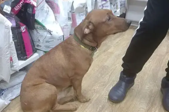 Найдена собака, Волгоград, фото: Собака на ул. Николая Отрады, 13Б, Волгоград