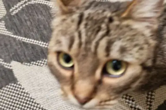 Найдена кошка, Кострома, фото: Кошка найдена, ул. Суслова, Кострома