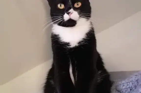 Пропала кошка на Ладожском вокзале, СПб