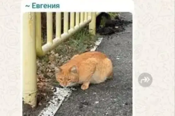 Найдена кошка, Саратов, фото: Кошка найдена: Саратов, Валовая 12