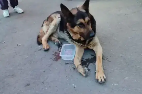 Собака у магазина, ул. 339-й Стрелковой, 9