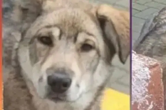 Пропала собака, ул. Свердлова, Полевской