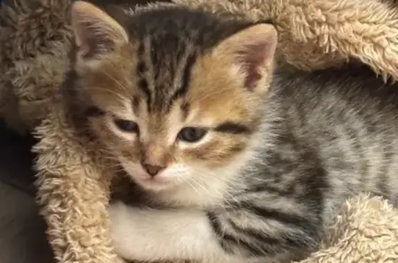 Пропала кошка, Набережная Сакмары 80