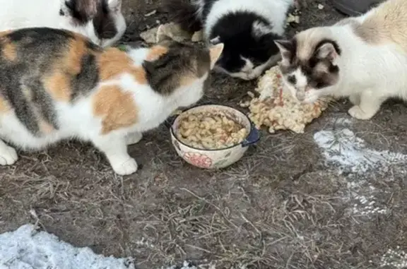 Найдена кошка, городской округ Ялуторовск, фото: Кошка найдена, ул. Кармелюка, 11, Ялуторовск