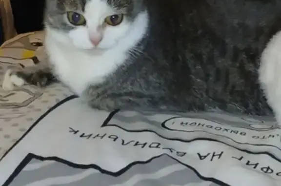 Пропала кошка, переулок Фрунзе 3, Омутнинск