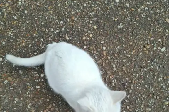 Найдена кошка, Стерлитамак, фото: Белый кот найден: Стерлитамак, Башкортостан