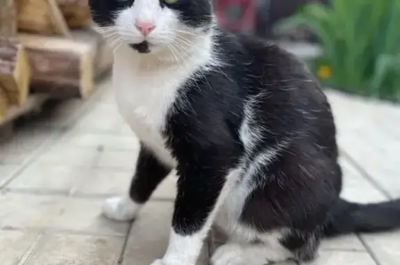 Пропала кошка, ул. Кирея Мэргэна, Нагаево