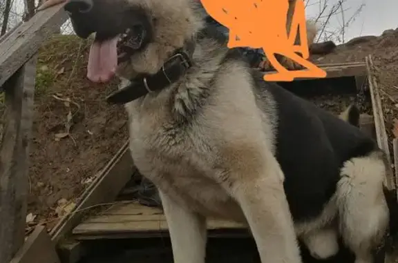 Пропала собака, Амбарная ул., Пермь