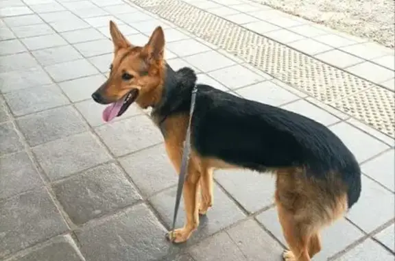 Собаки потеряшки, Самара, фото: Потеряшка собака, ул. Советской Армии 201