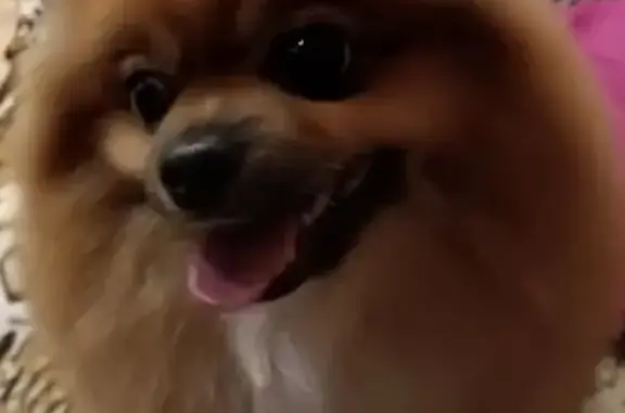 Собаки потеряшки, , фото: Потеряшка рыжая собака, ул. Ковалёва, Липецк