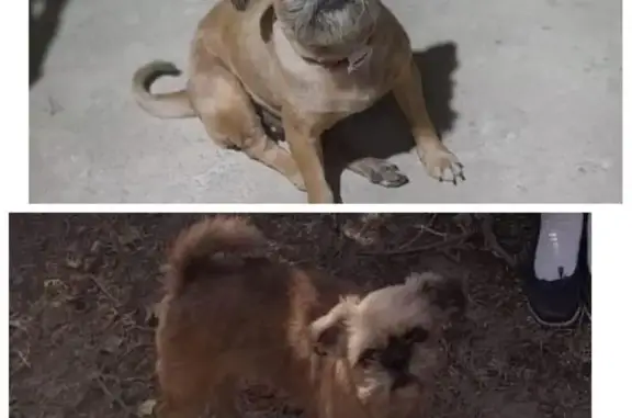 Собаки потеряшки, Волгоград, фото: Потеряшка собака на Чебоксарской, 62, Волгоград