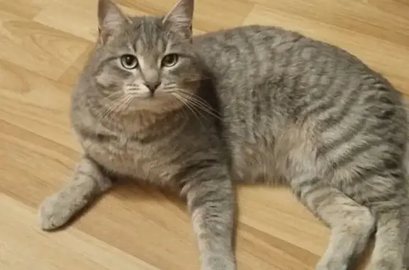 Найдена кошка, Челябинск, фото: Кошка найдена на Бродокалмакском тракте