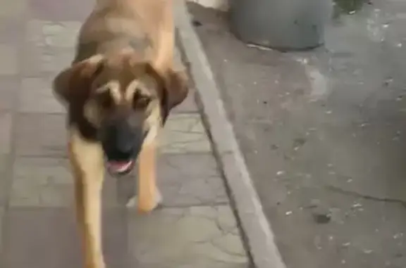 Собаки потеряшки, Астрахань, фото: Потеряшка собака, ул. Софьи Перовской, 105