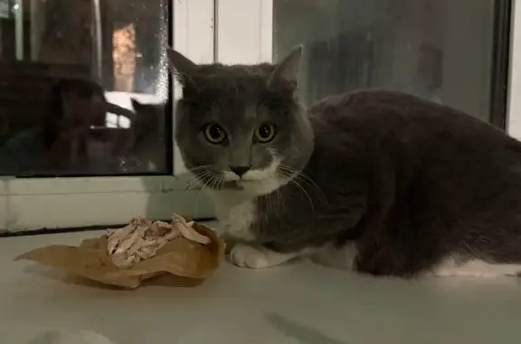 Найдена кошка, Екатеринбург, фото: Найдена кошка, ул. Малышева 30, Екб