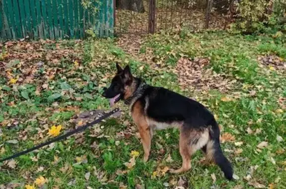 Пропала чёрная собака, Воробьёвская 31