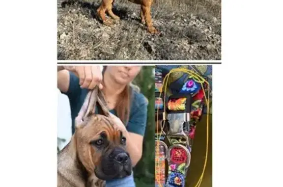 Пропала собака в Феодосии, Крым