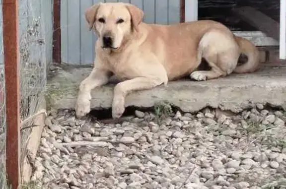 Лабрадор найден: ул. Восточно-Кругликовская, 69