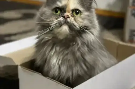 Пропала кошка, ул. Телецентра, 17, Казань