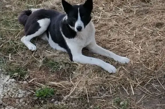 Собаки потеряшки, Липецкая область, фото: Потеряшка лайка, Каширка, Липецкая обл.