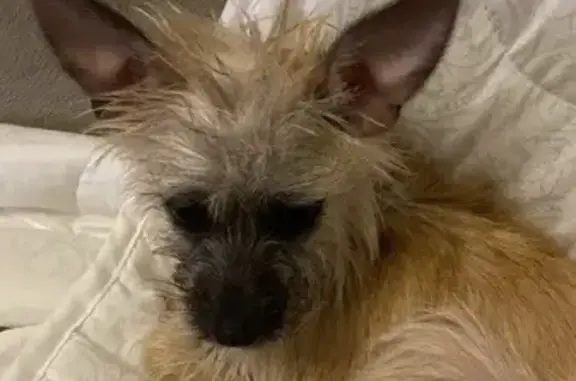 Пропала собака в Славном переулке