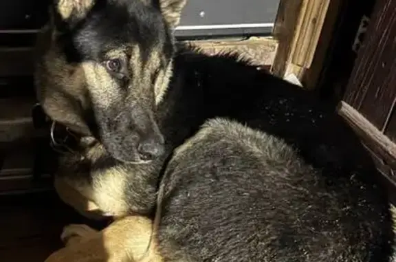 Найдена собака, Смоленск, фото: Найдена собака, Досуговское шоссе, Смоленск