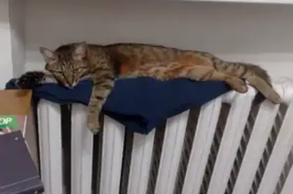 Кошки потеряшки, Казань, фото: Потеряшка кошка, ул. Воровского, 33, Казань