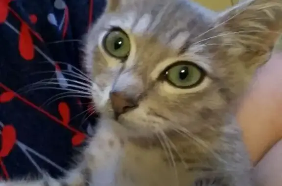 Кошки потеряшки, Майский, фото: Потеряшка кошка, Новая ул., 6, Майский