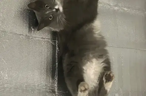 Пропала кошка, пр. 50 лет Октября, 3