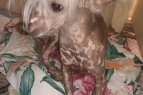 Найдена собака, Волгоград, фото: Собака найдена, ул. Маршала Воронова, 18