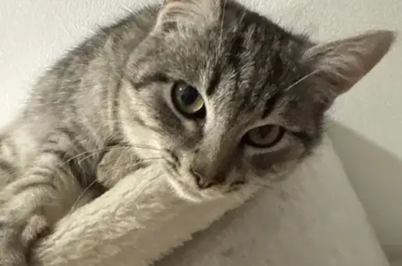 Найдена кошка, Федюково, фото: Котёнок найден: Новая ул., 16, Федюково