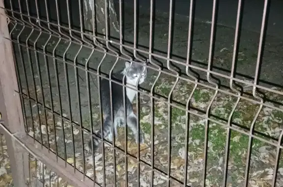 Найдена кошка, , фото: Котик найден у Измаильской 74 к8, Российский