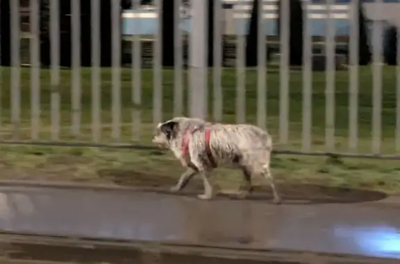 Найдена собака, Москва, фото: Собака найдена: Прибрежный проезд, Москва