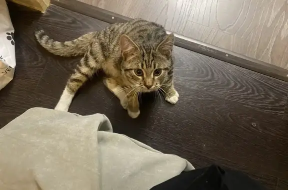 Найдена кошка, Калуга, фото: Найдена кошка, Николо-Козинская 5, Калуга