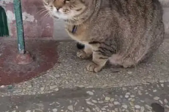 Найдена кошка, Новосибирск, фото: Кошка найдена на Театральной 3А, Новосибирск