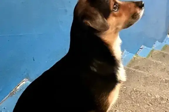 Найдена собака, Мурманск, фото: Найдена собака, ул. Александрова 12, Мурманск