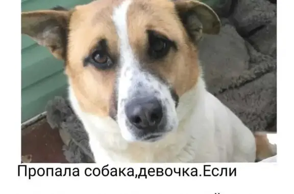 Пропала рыжая собака в Никольском.