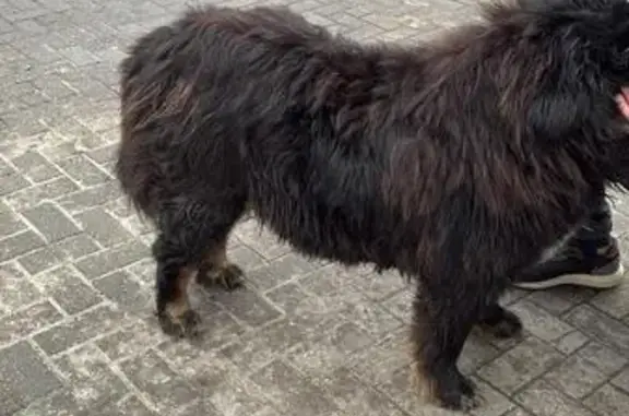 Найдена собака, Калининград, фото: Собака найдена у Кант Маркета, Калининград