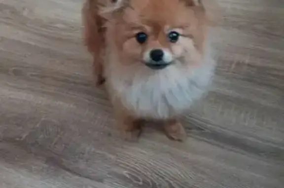 Пропала собака, Уфа, Башкортостан