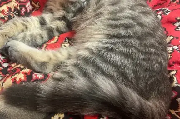 Найдена кошка, Кимры, фото: Ласковый котёнок, ул. Дружбы, 63, Кимры