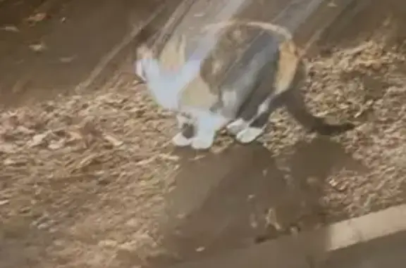 Трехцветная кошка найдена, Петровский пер., 5с8