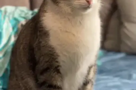 Пропал кот Барсик, ул. Сахарова, 1, Казань