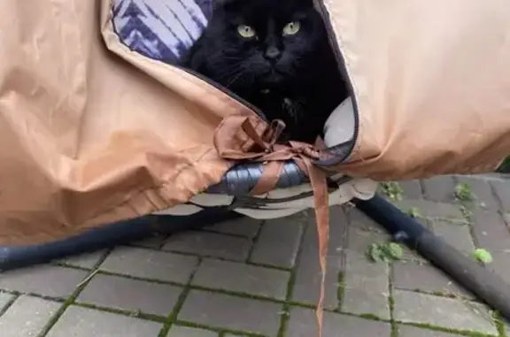 Пропала кошка, Аэропортовская ул., Курск