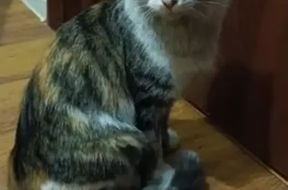 Найденные животные Ставрополь, фото: Кошка найдена: ул. Тухачевского, 20/5