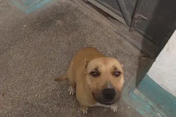 Найдена собака, ул. Радищева 86, Симферополь