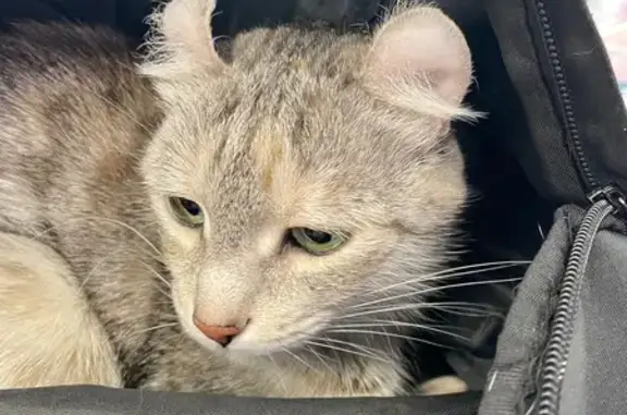 Найдена кошка, Челябинск, фото: Кошка найдена: Чичерина, 28, Челябинск