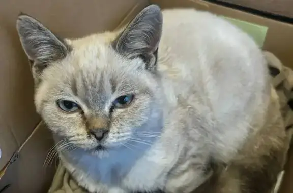 Найдена сиамская кошка, Новая ул, Курган