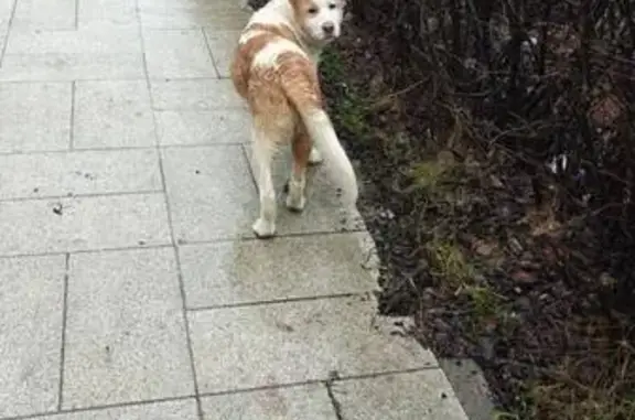 Найдена собака, , фото: Собака найдена: Авиаконструктора Петлякова, 31