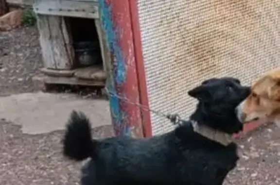 Пропала собака в Кумертау, Башкортостан